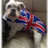 Poppy UK Jubillee Olympic Dog Coat